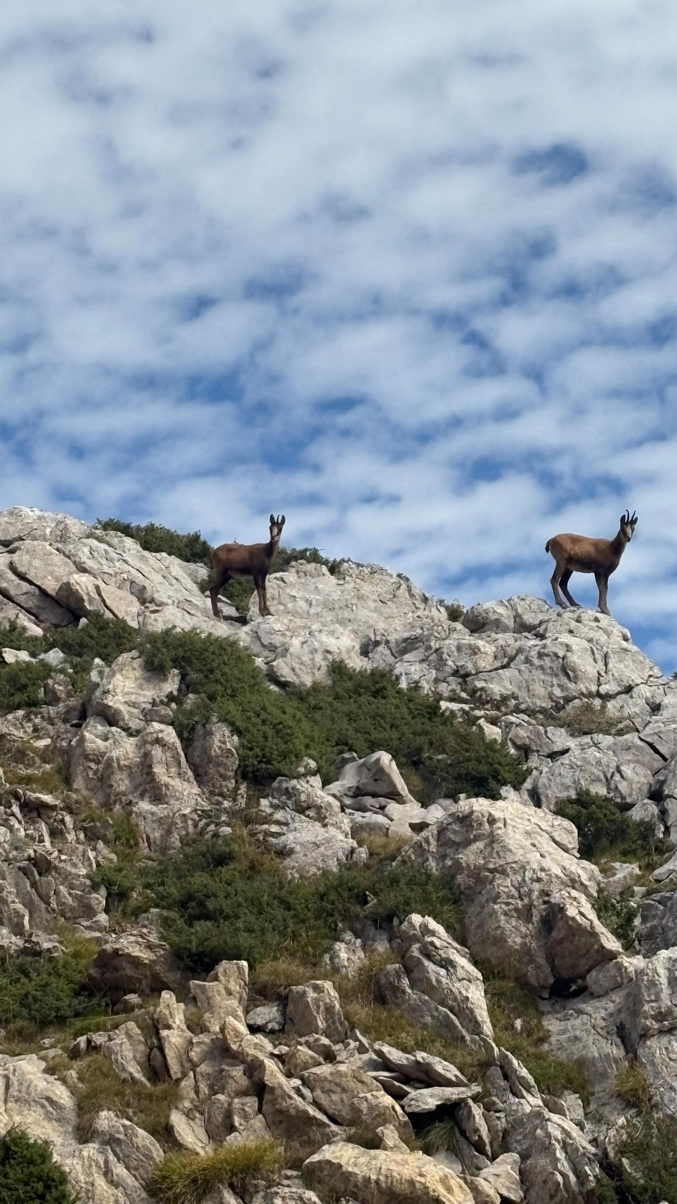 ¿Cuántos 🦌ves?
.
.
.
#turbon #valledebenasque #sarrios